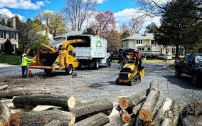 Why Choose Our Tree Removal Services in Forsyth, MT?